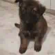 Purebred German Shepherd Puppies