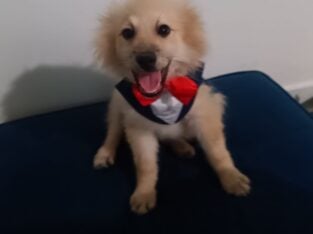Male Pomeranian Puppy