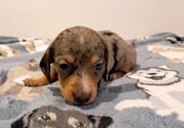 Duchess Unique Mini Weenies Dachshund Puppy