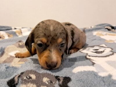 Duchess Unique Mini Weenies Dachshund Puppy