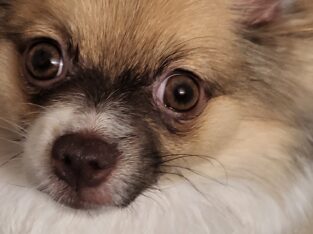 Pomeranian female 10 months old small