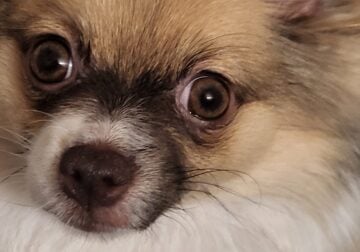 Pomeranian female 10 months old small