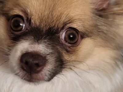 Pomeranian female 10 months old small