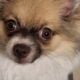 Pomeranian female 10 months old small