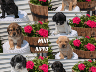 MINI HIPPO PUPS