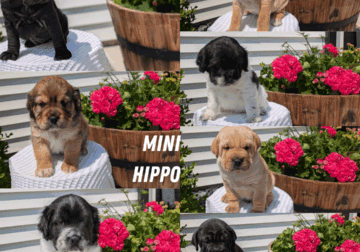 MINI HIPPO PUPS