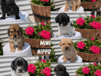 MINI HIPPO PUPS