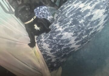 Berry the Frug