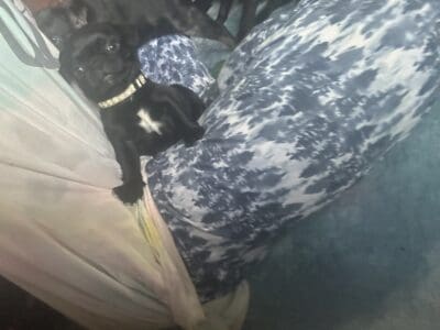 Berry the Frug