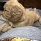 Goldendoodle Puppies- Nugget, Punky, and Big Red