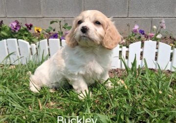 Buckley