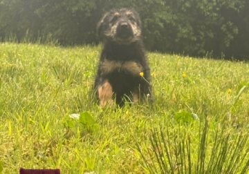 German Shepherd Mix Puppy (Females) to good home
