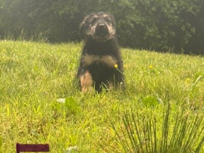 German Shepherd Mix Puppy (Females) to good home
