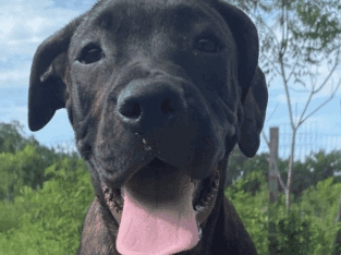 Italian Mastiff