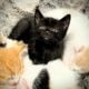 Free kittens to good home