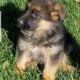 German shepherd puppies