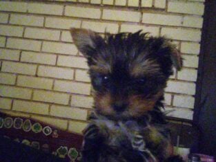 Yorkie male