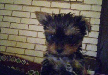 Yorkie male