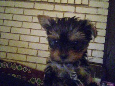 Yorkie male