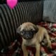 Adorable 8-Week-Old Pug Puppies(2 male, 3 female)
