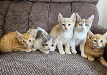 Friendly kittens
