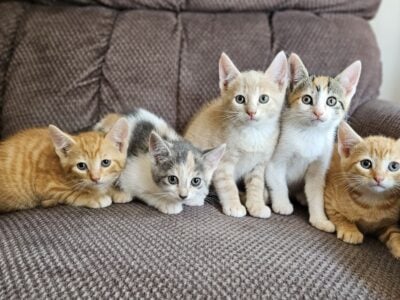 Friendly kittens