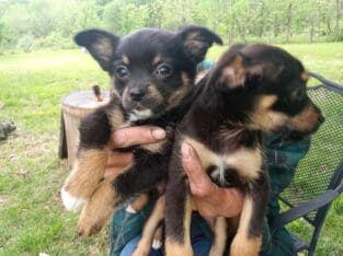 Small Loving Puppies Need Good Homes