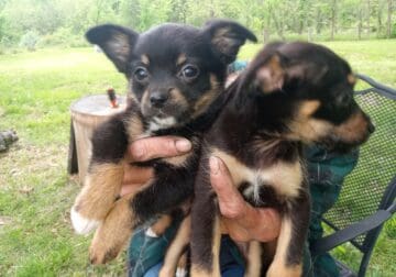 Small Loving Puppies Need Good Homes
