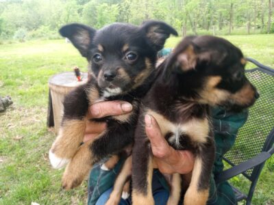 Small Loving Puppies Need Good Homes