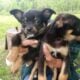 Small Loving Puppies Need Good Homes