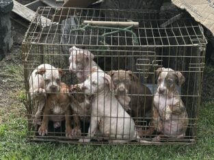 Classic  XL Bully Pups