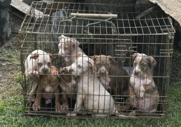 Classic  XL Bully Pups
