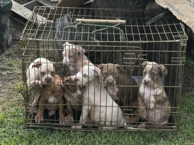 Classic  XL Bully Pups