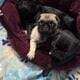 Pug Puppies