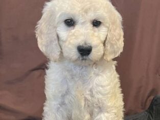 Standard Poodle AKC Registered