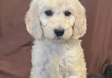 Standard Poodle AKC Registered