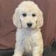 Standard Poodle AKC Registered