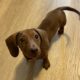 Female Mini Dachshund Puppy