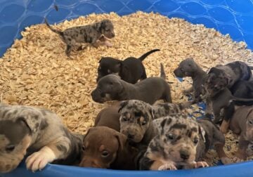 Extreme bully pups