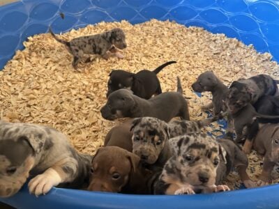 Extreme bully pups