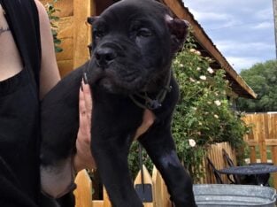 ♥ BLACK CANE CORSO MALE ♥