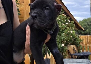 ♥ BLACK CANE CORSO MALE ♥