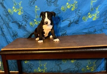 Bull terrier Pitbull puppy crossbreed (Inky)