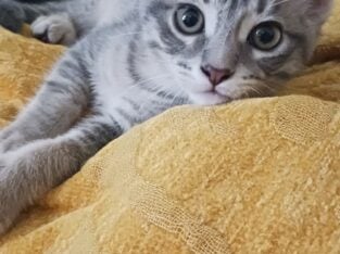 Grey kittys