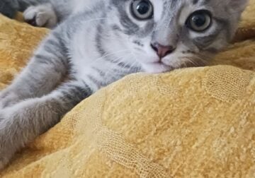 Grey kittys