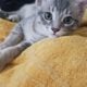 Grey kittys