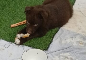 AKC/ASDR