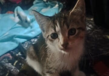 Honey – free to a good home