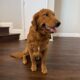 Rehoming AKC Golden Retriever
