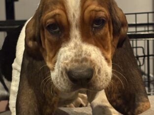 Beautiful Basset Babies